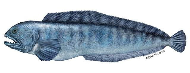 small image of an Atlantic Wolffish