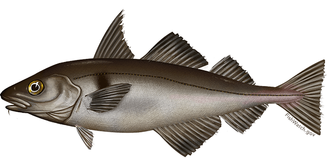 small image of a Haddock