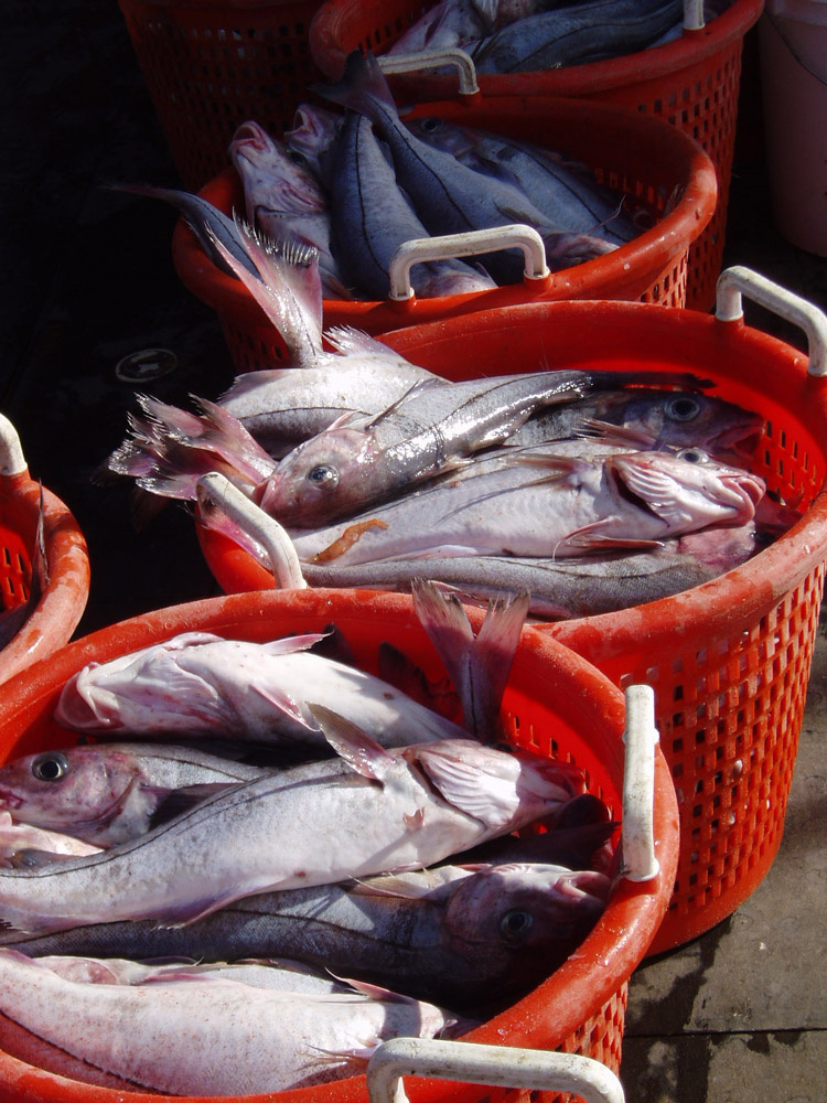  Sorted Haddock in baskets.