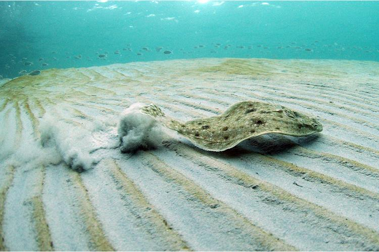 Yellowtail Flounder over sandy bottom.