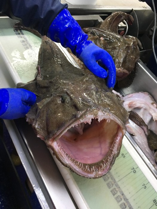 Monkfish on the measuring table.