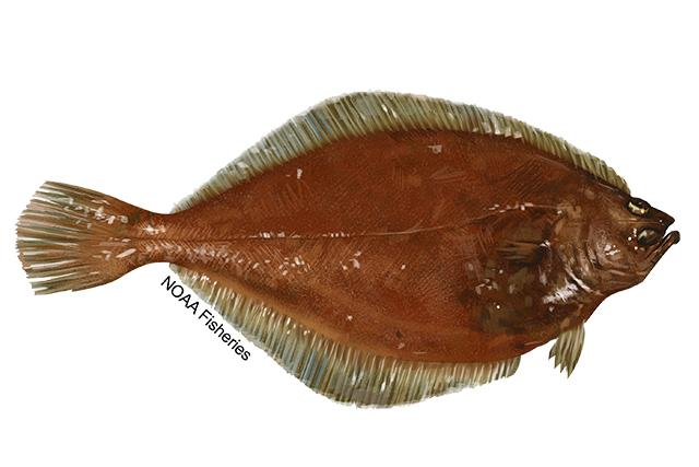 small image of an American Plaice