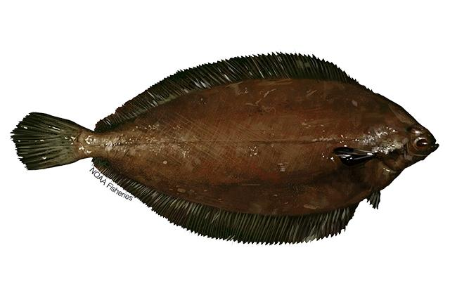 small image of a WitchFlounder