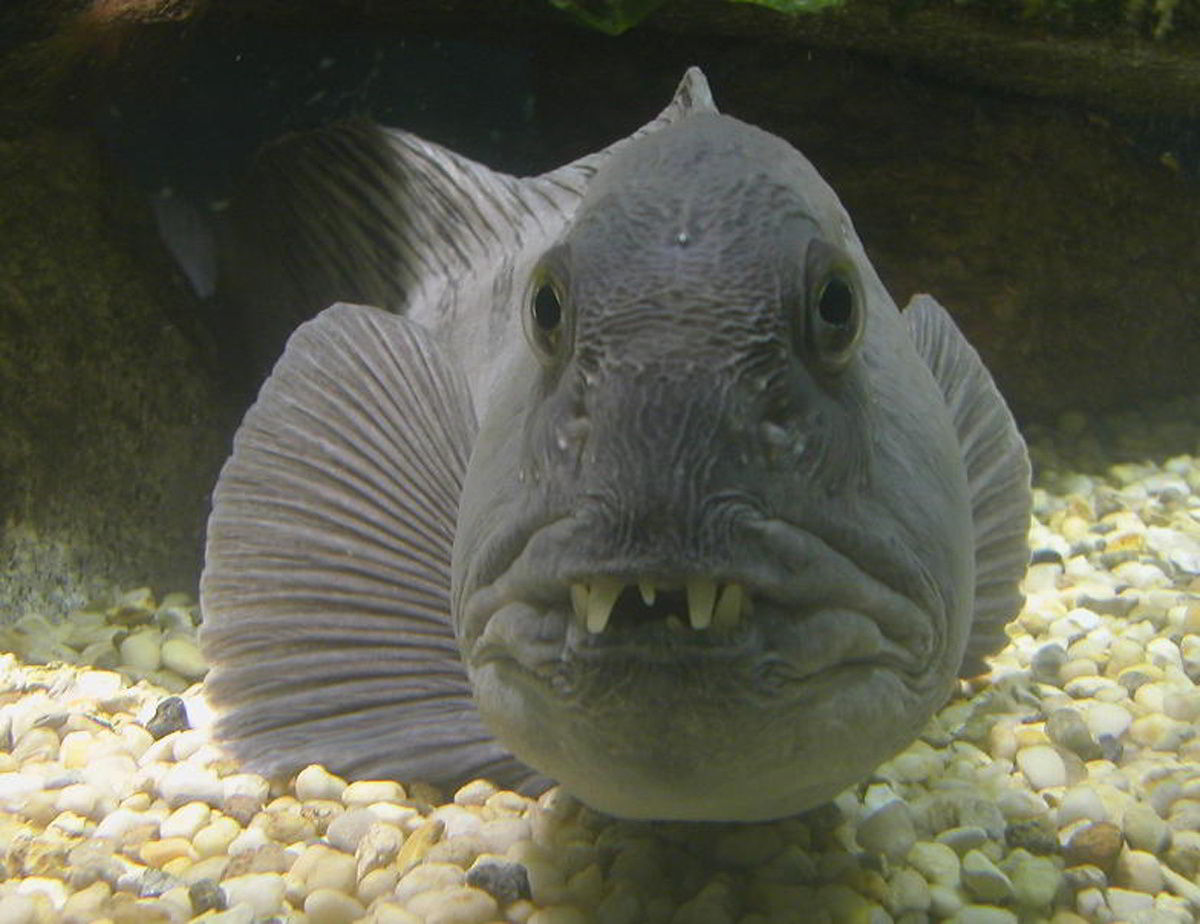 Wolffish at aquarium floor.