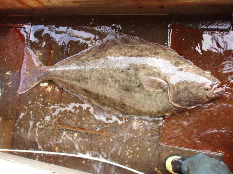  Halibut on deck of fishing vessel.