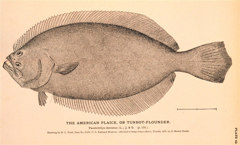 Archival drawing: American Plaice.