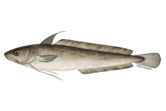 small image of a White Hake