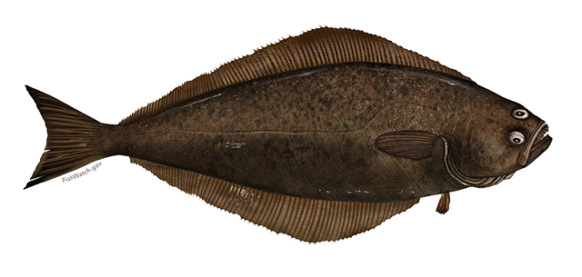 small image of an Atlantic Halibut