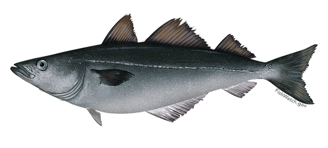 small image of an Atlantic Pollock