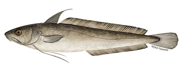 Urophycis tenuis, commonly known as White Hake; range: New England/Mid-Atlantic.