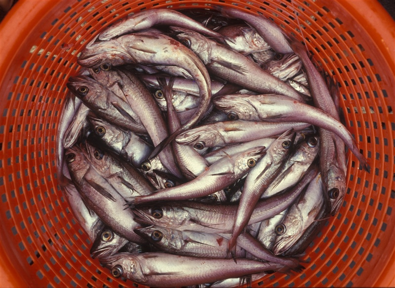 Pollock in a basket.