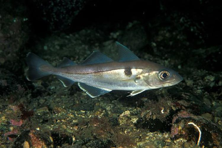  Haddock over rocky bottom.