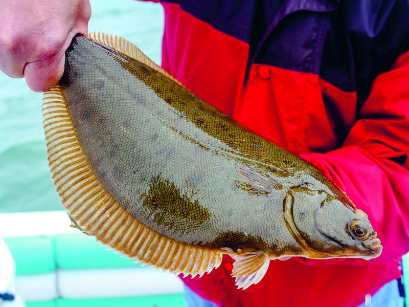 Displaying a Winter flounder catch.