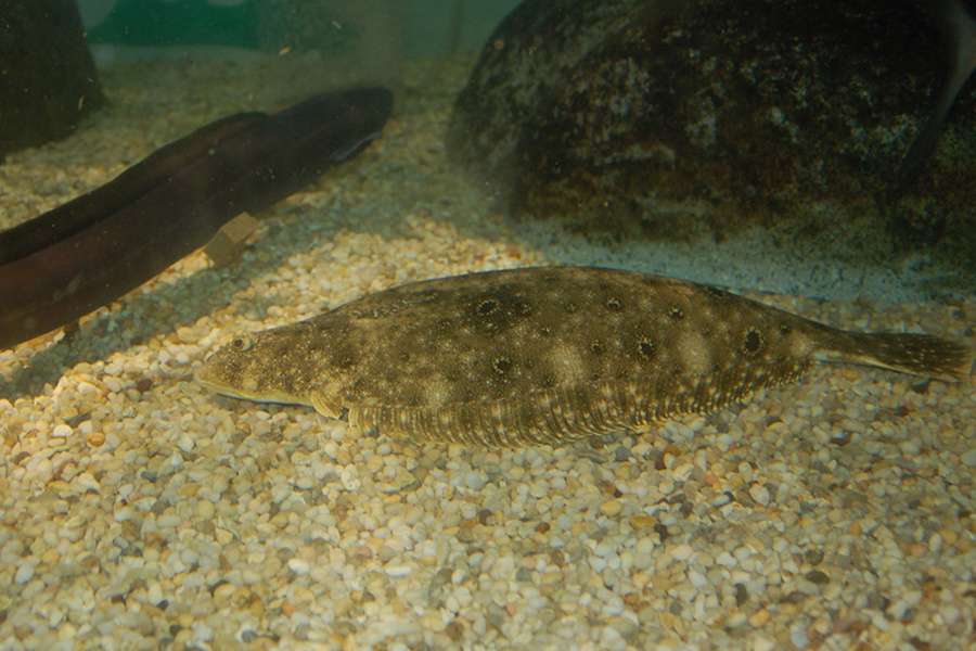  Summer Flounder on pebbly bottom.