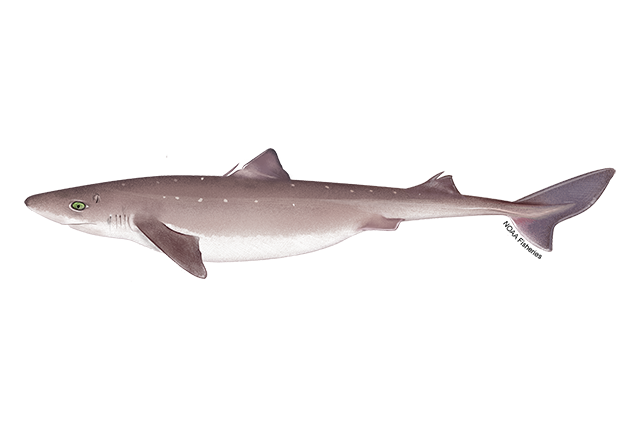 small image of a Spiny Dogfish 