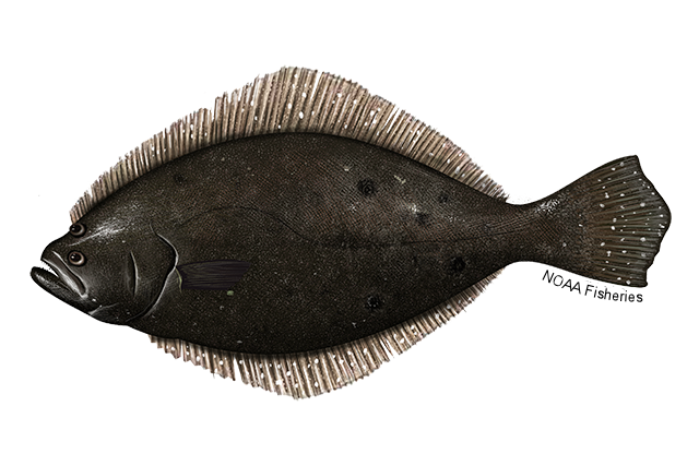 small image of a summer flounder