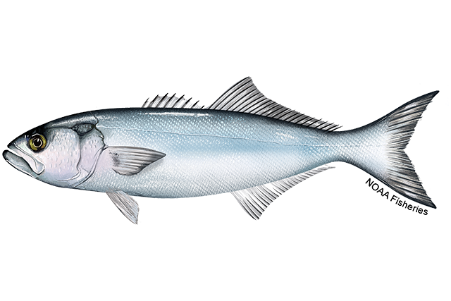 small image of a bluefish 