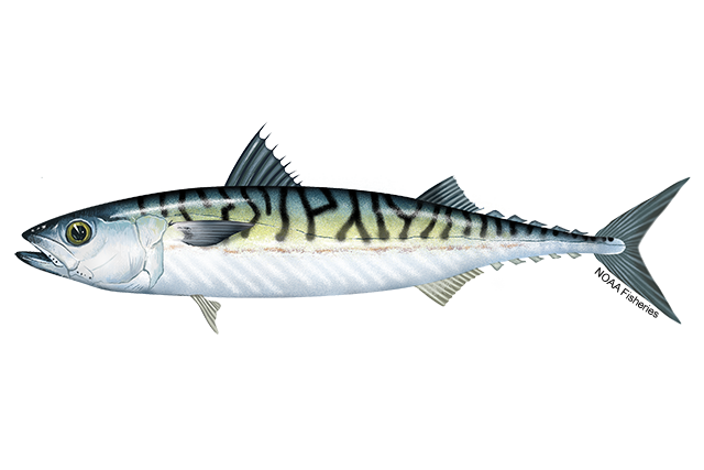 small image of an Atlantic mackerel 