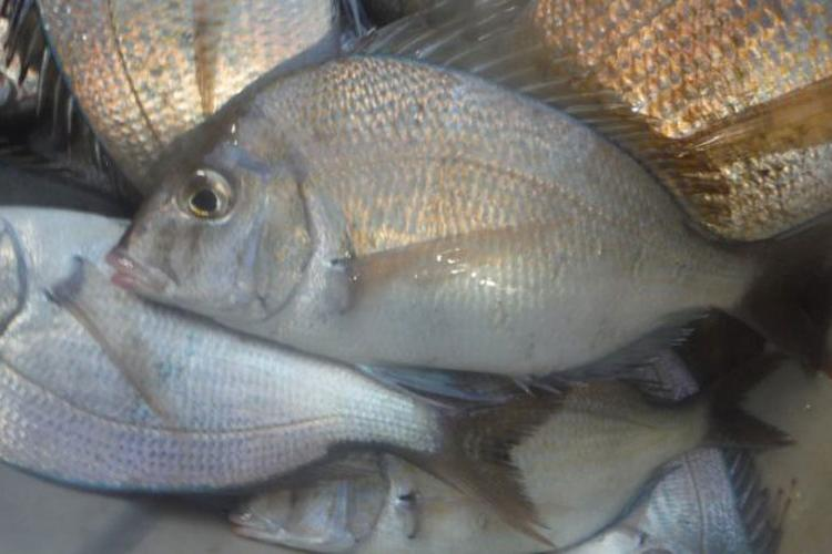 Scup catch, in a basket.