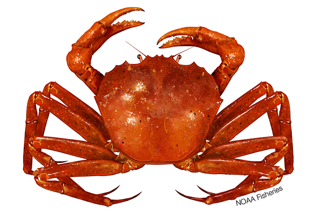 small image of an Atlantic deep-sea red crab