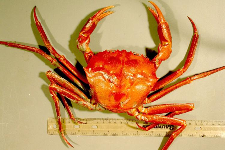 Measuring a deep-sea red crab.