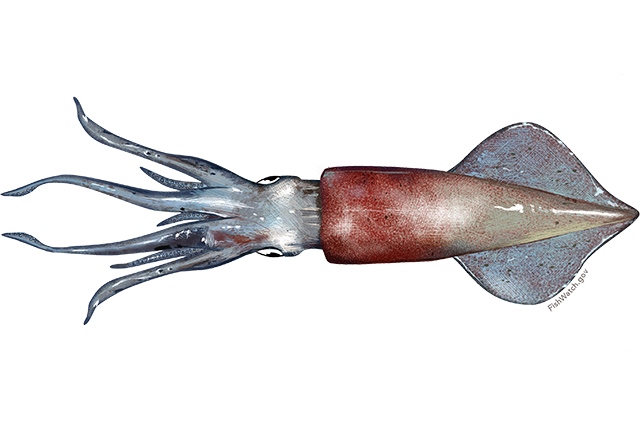 Doryteuthis (Amerigo) pealeii, commonly known as Longfin Squid.